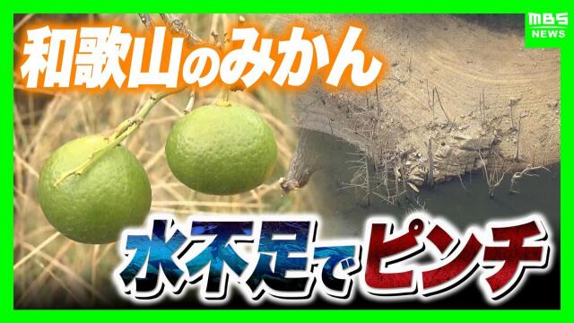 和歌山で少雨深刻「有田みかん」色と味に異変・小ぶり化で収穫量減の危機 大雨で復活できる?劣化懸念も…東日本「大雨災害頻発」西日本「渇水」なぜ二極化【気象予報士解説】(MBSニュース)|dメニューニュース(NTTドコモ) 和歌山で少雨深刻「有田みかん」色と味に異変・小ぶり化で収穫量減の危機 大雨で復活できる?劣化懸念も…東日本「大雨災害頻発」西日本「渇水」なぜ二極化【気象予報士解説】