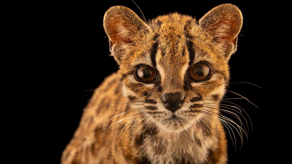 【動画】イエネコと思って拾った子ネコ、100年ぶりの新種だった | ナショナル ジオグラフィック日本版サイト 【動画】イエネコと思って拾った子ネコ、100年ぶりの新種だった | ナショナル ジオグラフィック日本版サイト