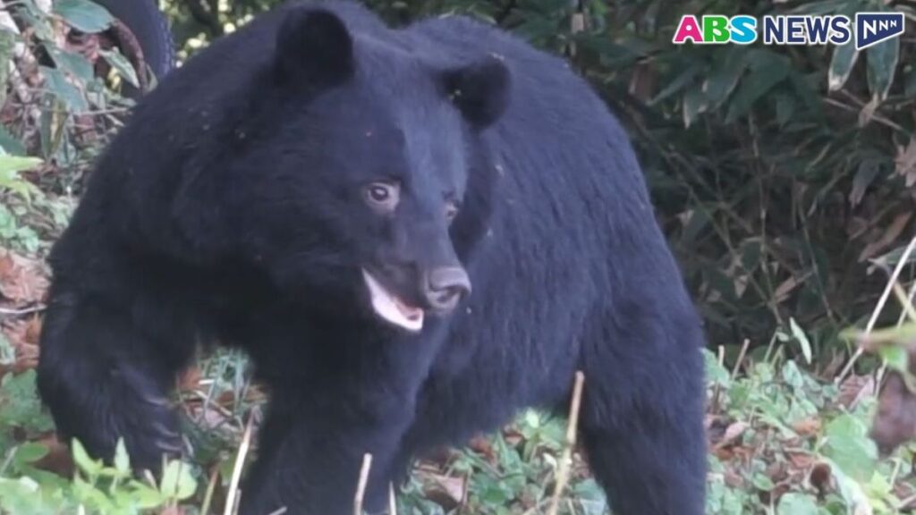 10月から「ツキノワグマ出没注意報」に切り替え 出没件数の減少も…県は引き続き警戒を呼びかけ 28日 秋田(2026年9月28日掲載)|ABS NEWS NNN 共有