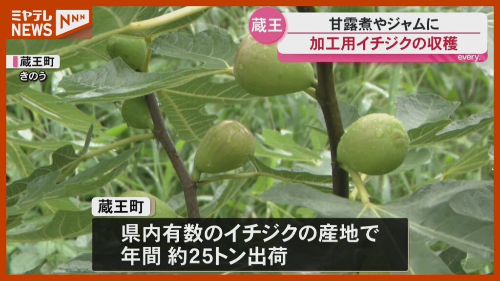 甘露煮やジャムに イチジクの収穫作業始まる<宮城・蔵王町>(2026年9月7日掲載)|ミヤテレNEWS NNN 共有