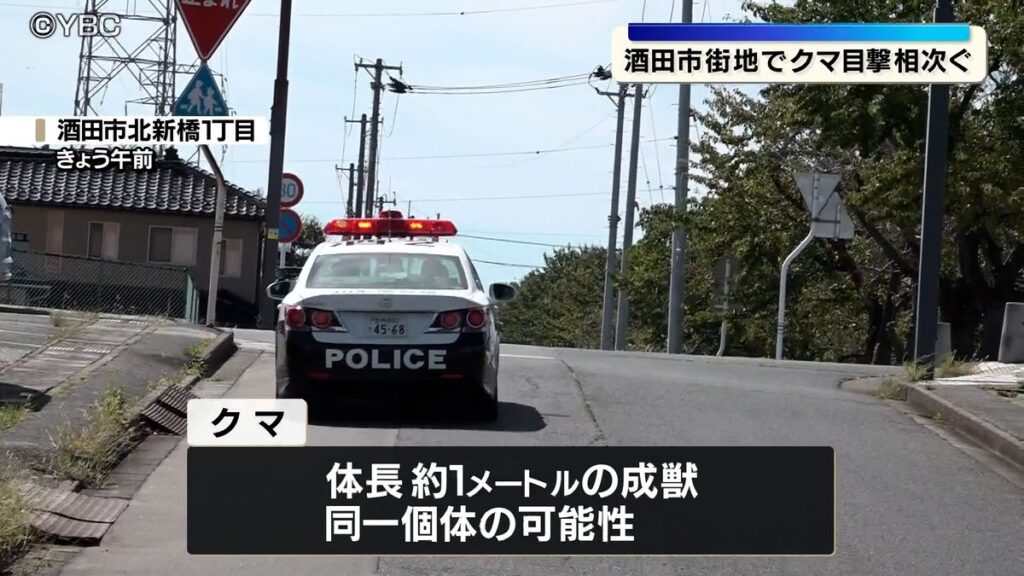 市街地でクマの目撃が4件相次ぐ 人や建物への被害なし 山形県酒田市(2026年9月18日掲載)|YBC NEWS NNN 共有