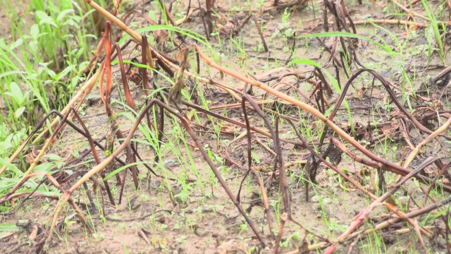 県産ソバの産地で生産者が懸命に種をまき直し 再びの雨によってチャンス逃す 今シーズンの収穫が難しく