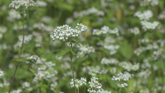 石川県内・今季一番の冷え込み 白山ろくに「白いじゅうたん」 ソバの花
