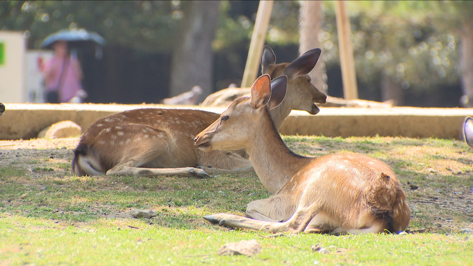 奈良公園周辺で体の一部がない子ジカの死骸４体見つかる　人が危害を加えた可能性　県が警察に情報提供