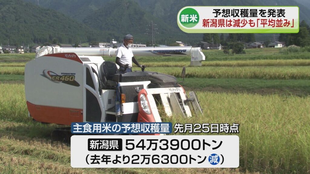【新米の予想収穫量】新潟県は去年より減少も「平均並み」(2026年10月13日掲載)|TeNY NEWS NNN 共有