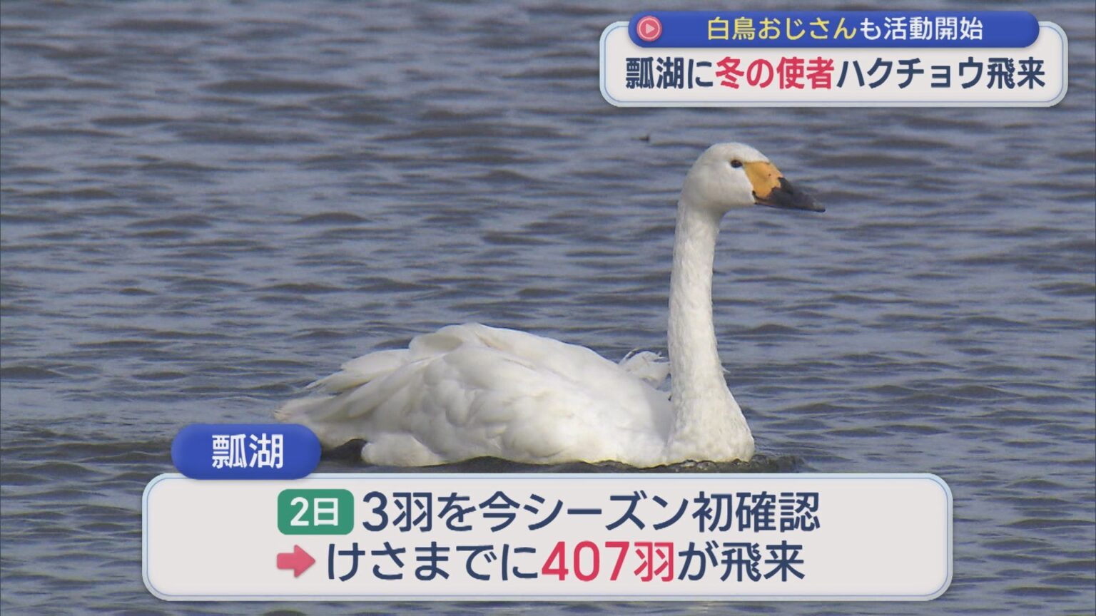 瓢湖に冬の使者ハクチョウ飛来 白鳥おじさんも活動開始【新潟】(UX新潟テレビ21) – Yahoo!ニュース UX新潟テレビ21