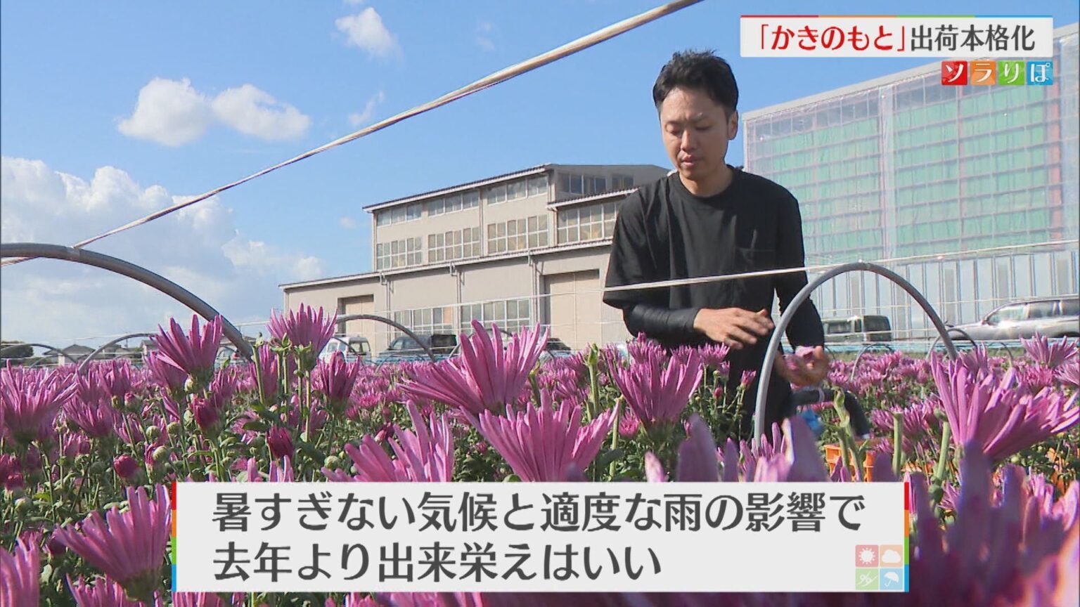 新潟の秋の味覚「かきのもと」出荷本格化 去年より出来栄えはいい【新潟】(UX新潟テレビ21) – Yahoo!ニュース UX新潟テレビ21