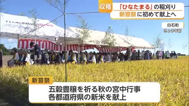天皇陛下に献上される新米「ひなたまる」初の大役へ 白石町で稲刈り【佐賀県】(佐賀ニュース サガテレビ)|dメニューニュース(NTTドコモ) 天皇陛下に献上される新米「ひなたまる」初の大役へ 白石町で稲刈り【佐賀県】