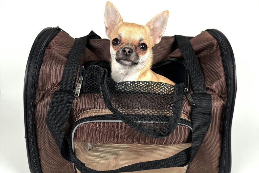 オーストラリア NSW州で犬と電車に乗れる日は来るのか─ペット同伴車両の導入求める声 – 世界・オーストラリアニュース | 日豪プレス オーストラリア NSW州で犬と電車に乗れる日は来るのか─ペット同伴車両の導入求める声 – 世界・オーストラリアニュース | 日豪プレス