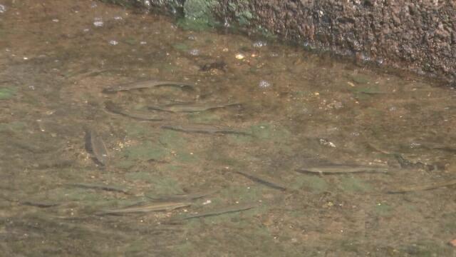 住宅街の用水路に「アユ」の大群 が出現…迷い「落ちアユ」か　捕っても良い？　鳥取県米子市