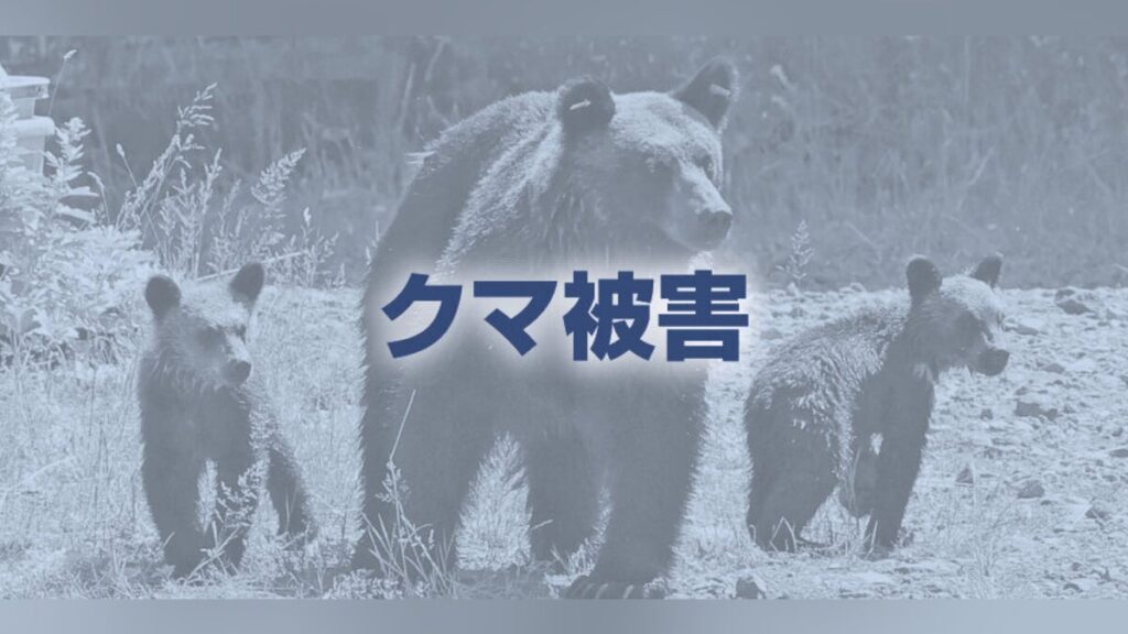 クマ被害 兵庫県 豊岡市 柿の木にとどまり続けるクマ駆除、緊急銃猟…目撃・痕跡件数は前年比４倍弱「朝夕特に気をつけて」 : 読売新聞