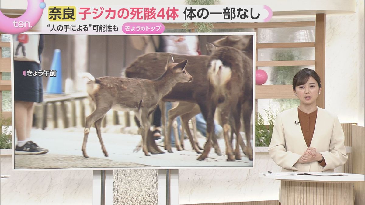 【解説】体の一部がない子ジカの死骸4体発見 人が危害加えたか動物の仕業か…奈良県と興福寺で見解分かれる 文化財保護法違反の可能性も