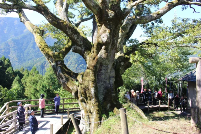 倒壊前の赤羽根大師のエノキの太い幹と枝、周囲の見学者