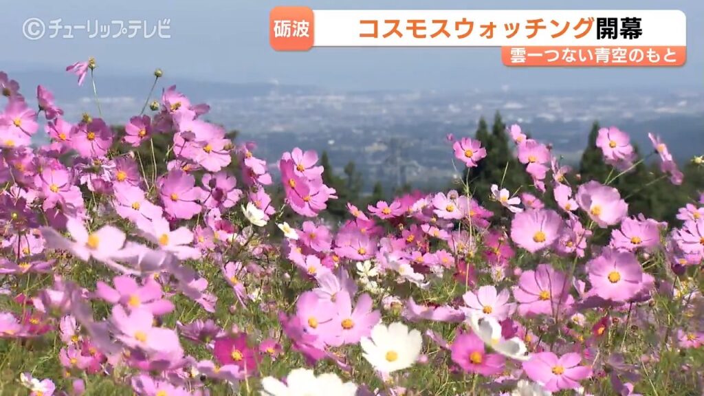 チューリップテレビ