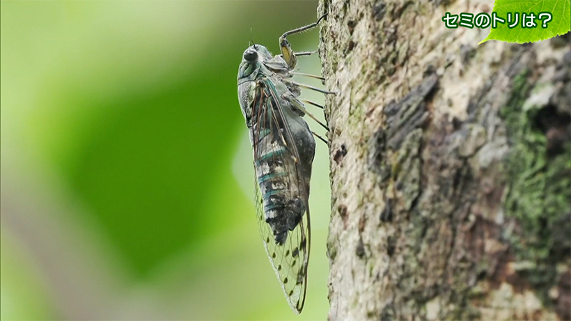 リュウキュウの自然 セミのトリは? 沖縄(沖縄ニュースQAB) – Yahoo!ニュース 沖縄ニュースQAB