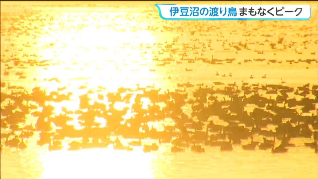 tbc東北放送