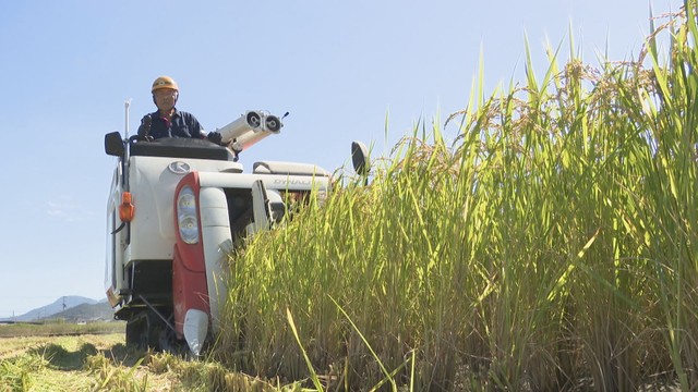 香川県オリジナルのブランド米　「おいでまい」収穫が最盛期　特A獲得の期待かかる - ライブドアニュース