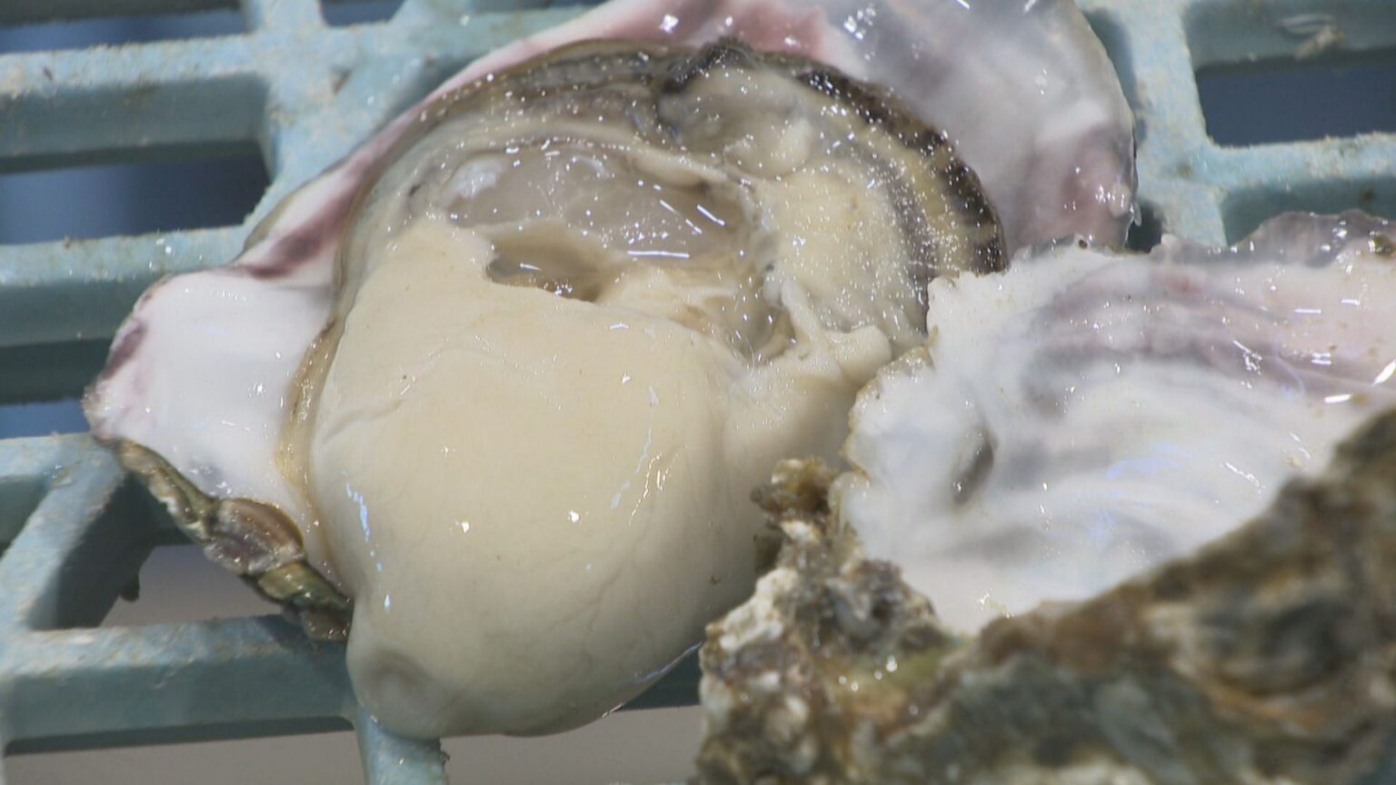 むき身用養殖カキの水揚げ 11月12日開始へ 日生町漁協「へい死の心配ない」 岡山・備前市 | KSBニュース | KSB瀬戸内海放送 むき身用養殖カキの水揚げ 11月12日開始へ 日生町漁協「へい死の心配ない」 岡山・備前市 | KSBニュース | KSB瀬戸内海放送
