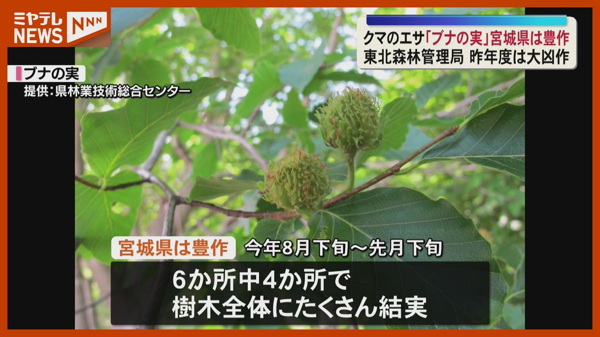 クマのエサ“ブナの実” 宮城県は豊作 東北森林管理局が調査