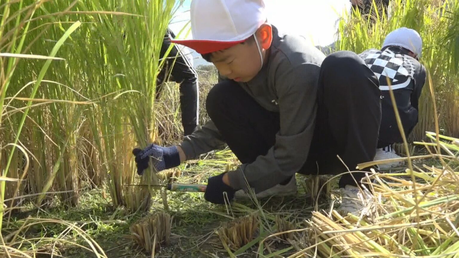 小豆島の小学生が昔ながらの鎌で稲刈り体験 カエルに夢中になる子も 香川 | KSBニュース | KSB瀬戸内海放送 小豆島の小学生が昔ながらの鎌で稲刈り体験 カエルに夢中になる子も 香川 | KSBニュース | KSB瀬戸内海放送