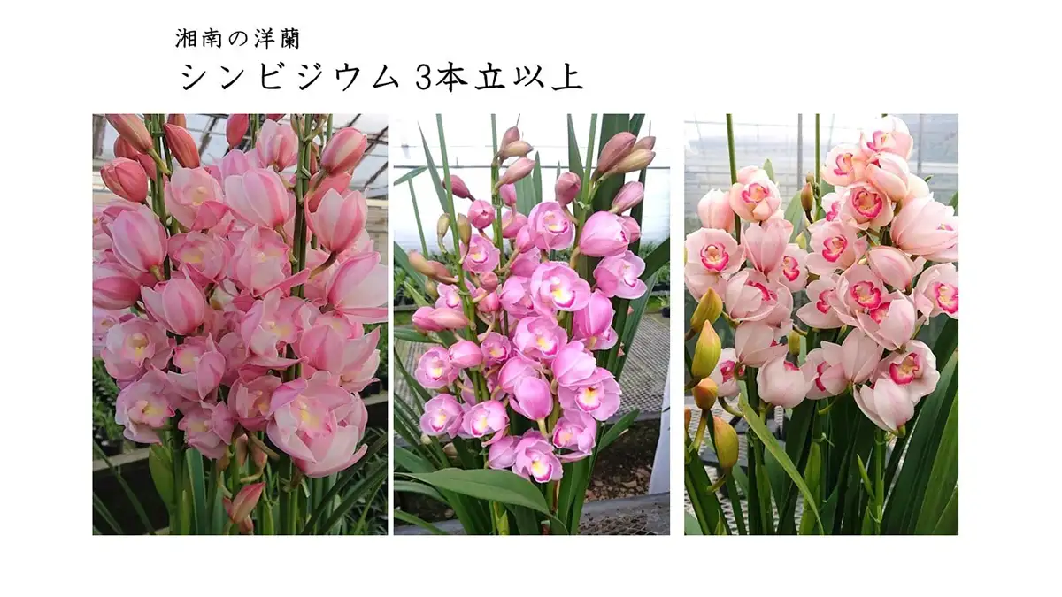 シンビジウム(湘南の洋蘭)3本立ち以上