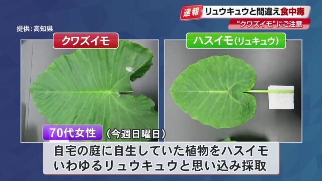 庭の「クワズイモ」誤食し食中毒　リュウキュウ（ハスイモ）と思い込み塩漬けに　70代女性が一時入院 « 高知のニュース - 高知さんさんテレビ