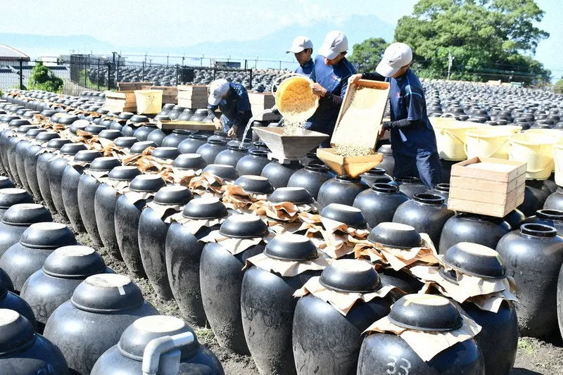 秋空輝く「つぼ畑」 鹿児島・霧島で1カ月遅れの黒酢仕込み | au Webポータル au Webポータル