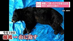 日テレNEWS NNN