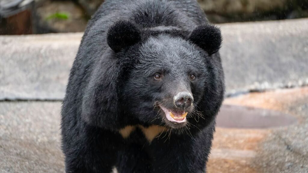 たった一撃で鼻が吹き飛ばされる…クマ外傷を診続けた秋田大救急医が「遭遇したらこうして」と勧める防御姿勢 | PRESIDENT Online(プレジデントオンライン) たった一撃で鼻が吹き飛ばされる…クマ外傷を診続けた秋田大救急医が「遭遇したらこうして」と勧める防御姿勢 | PRESIDENT Online(プレジデントオンライン)