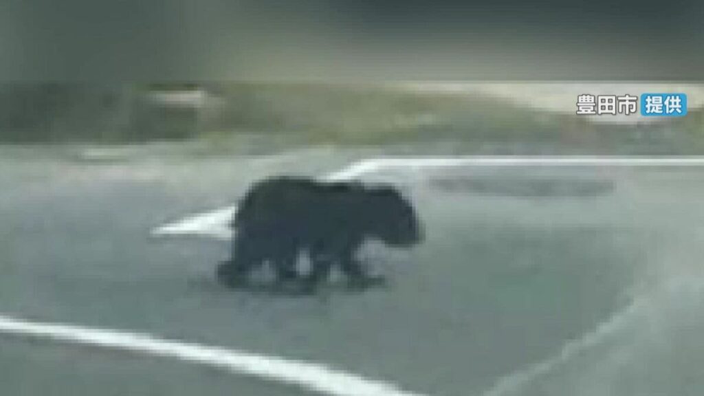 ツキノワグマの子どもが住宅街に… 目撃情報を受け市職員がパトロール 愛知･豊田市の猿投地区 - Locipo（ロキポ） 無料テレビ動画・見逃しネット配信サービス