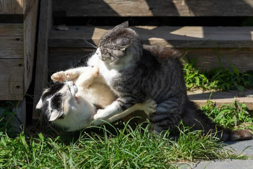 宮城県の猫島「田代島」で出会った猫 「道案内」をしているような姿に癒やされる