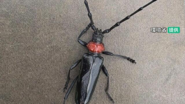 8月に福井県でも確認 樹木を食い荒らす特定外来生物「クビアカツヤカミキリ」石川県が発見報告フォームを開設