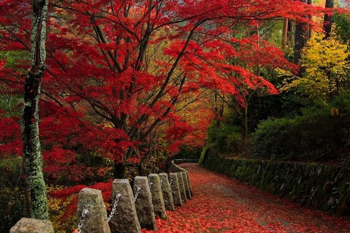 奈良吉野山の紅葉