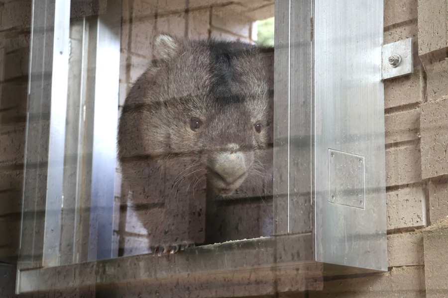 カップルをじっと見つめるフクちゃん（10月18日撮影、五月山動物園）